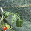 Poza cu Plasă de umbrire 35% verde pentru sere, solarii și grădină