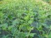 Poza cu Plasă de susținere plante, lățimi 1,2 / 1,7 m