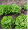 Poza cu Răsaduri profesionale de salată verde Shangore F1 pentru solar și câmp