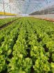 Poza cu Răsaduri profesionale de salată verde creață Fiyonk F1 pentru solar și câmp