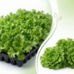 Poza cu Răsaduri profesionale de salată verde creață Fiyonk F1 pentru solar și câmp