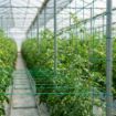 Poza cu Plasă de susținere plante, lățimi 1,2 / 1,7 m