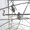 Poza cu Motor pentru ventilație la coamă în sere și solarii