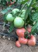 Poza cu Pink Rock F1 – semințe de tomate roz 250–300 g pentru seră