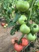 Poza cu Pink Rock F1 – semințe de tomate roz 250–300 g pentru seră