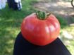 Poza cu Pink Rock F1 – semințe de tomate roz 250–300 g pentru seră