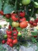 Poza cu Antalya RN F1 – 1000 semințe tomate 170–190 g pentru seră și câmp