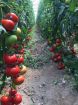 Poza cu Antalya RN F1 – 1000 semințe tomate 170–190 g pentru seră și câmp