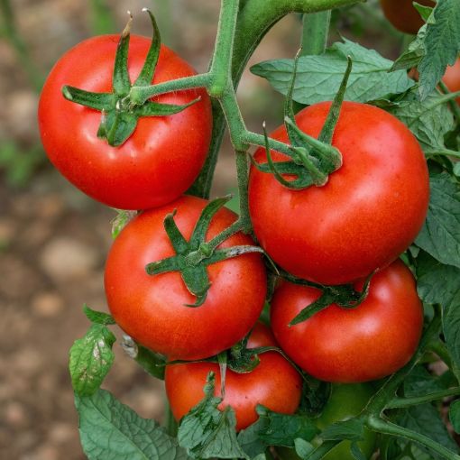 Poza cu Antalya RN F1 – 1000 semințe tomate 170–190 g pentru seră și câmp