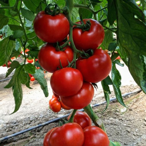 Poza cu Kahraman F1 – semințe de tomate beef 300 g pentru câmp