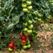 Poza cu Ozkan F1 – semințe de tomate 200–220 g pentru seră și câmp