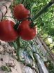 Poza cu Eurasia (Asia) F1 – 1000 semințe de tomate beef 300–350 g