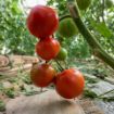 Poza cu Eurasia (Asia) F1 – 1000 semințe de tomate beef 300–350 g