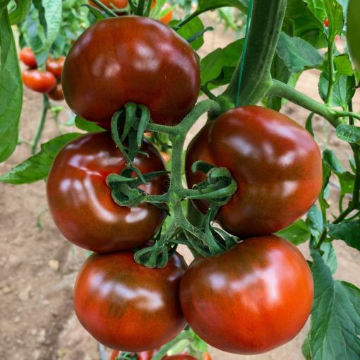 Poza cu Sacher F1 – 250 semințe de tomate brune pentru seră
