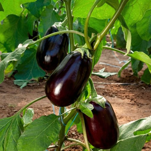 Poza cu 73-36 F1 – 1000 semințe vinete negre ovale 300–320 g pentru câmp